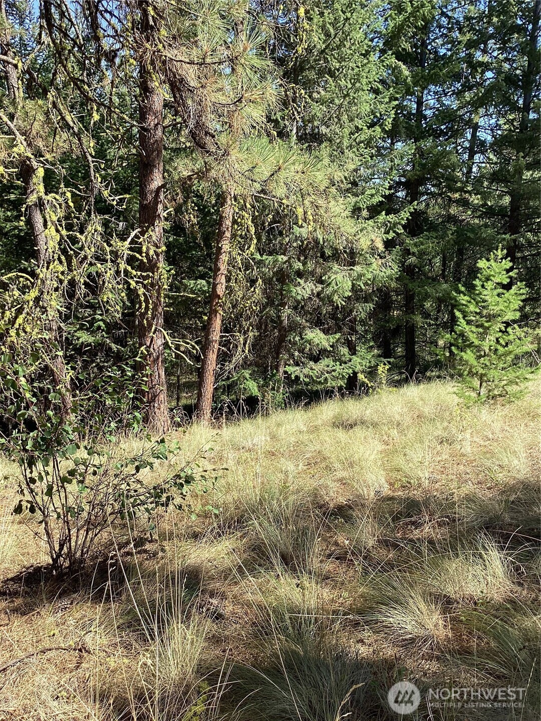 141 Lot Owl Road, Tonasket, WA 98855