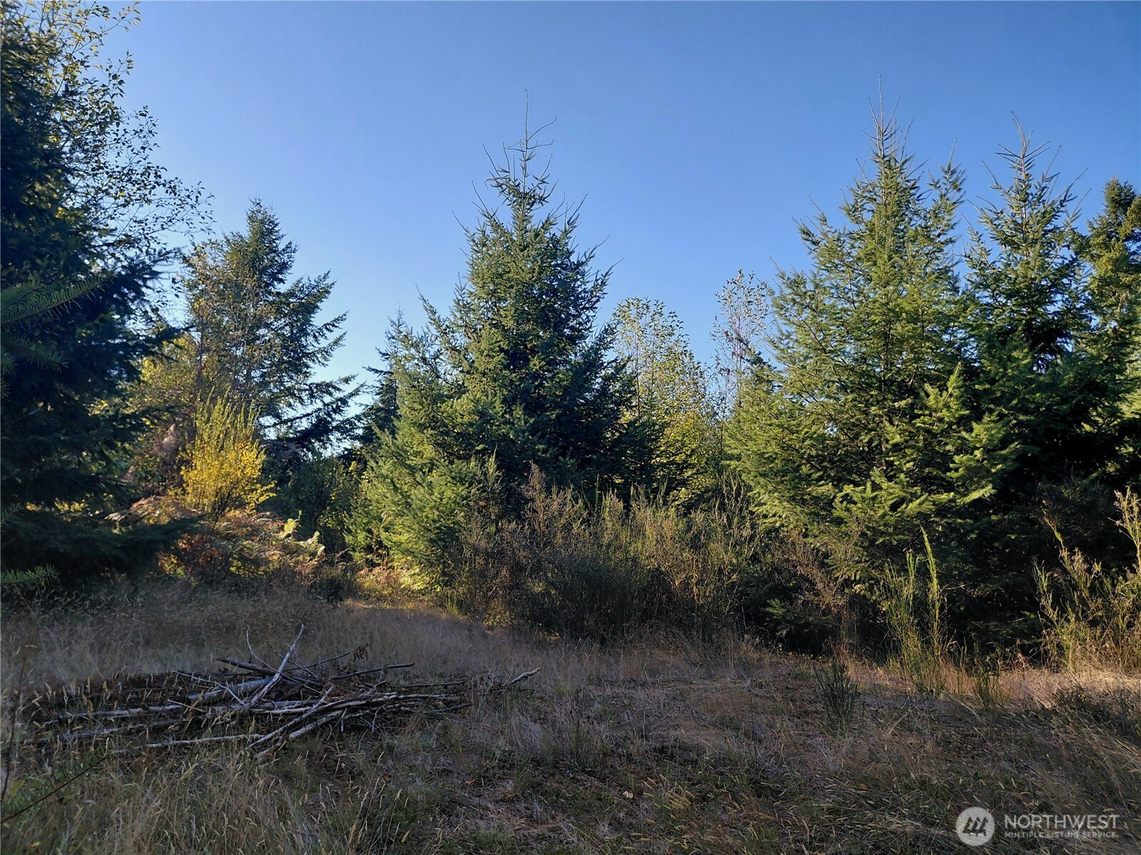0 Lot 7 Buck Drive, Randle, WA 98377