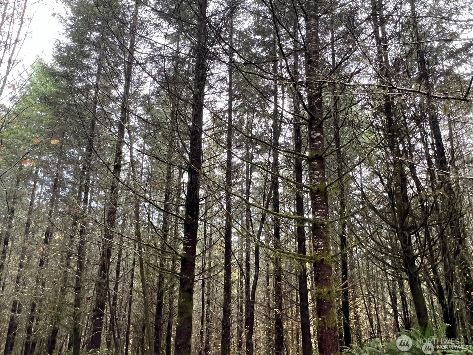 0 Pleasant Valley, Chehalis, WA 98532