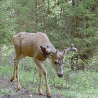 0 XXX Turner Lake Road N, Tonasket, WA 98855