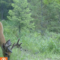 0 XXX Turner Lake Road N, Tonasket, WA 98855