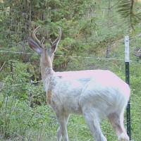 0 XXX Turner Lake Road N, Tonasket, WA 98855