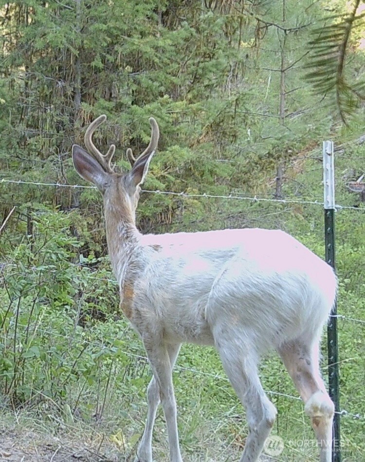 0 XXX Turner Lake Road N, Tonasket, WA 98855