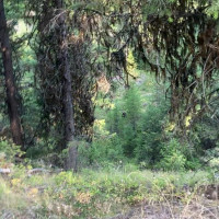 0 XXX Turner Lake Road N, Tonasket, WA 98855