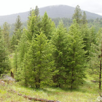 0 XXX Turner Lake Road N, Tonasket, WA 98855