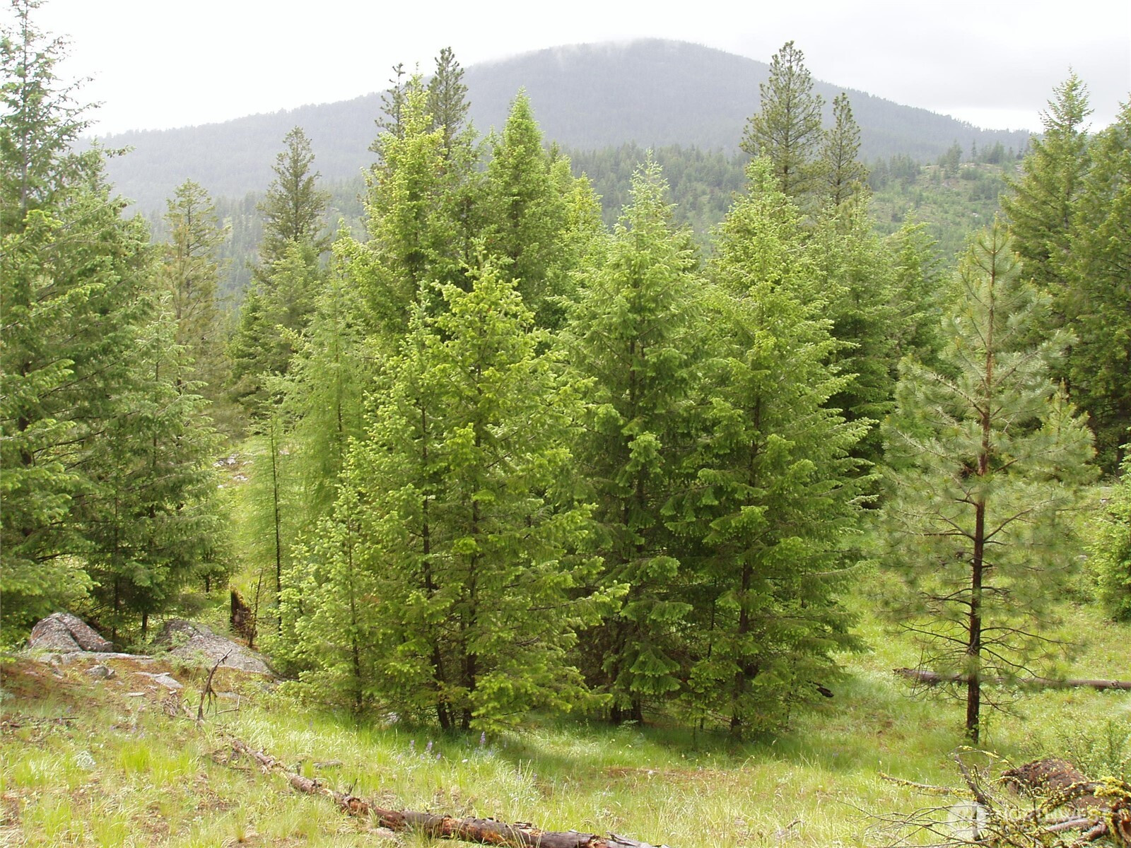 0 XXX Turner Lake Road N, Tonasket, WA 98855