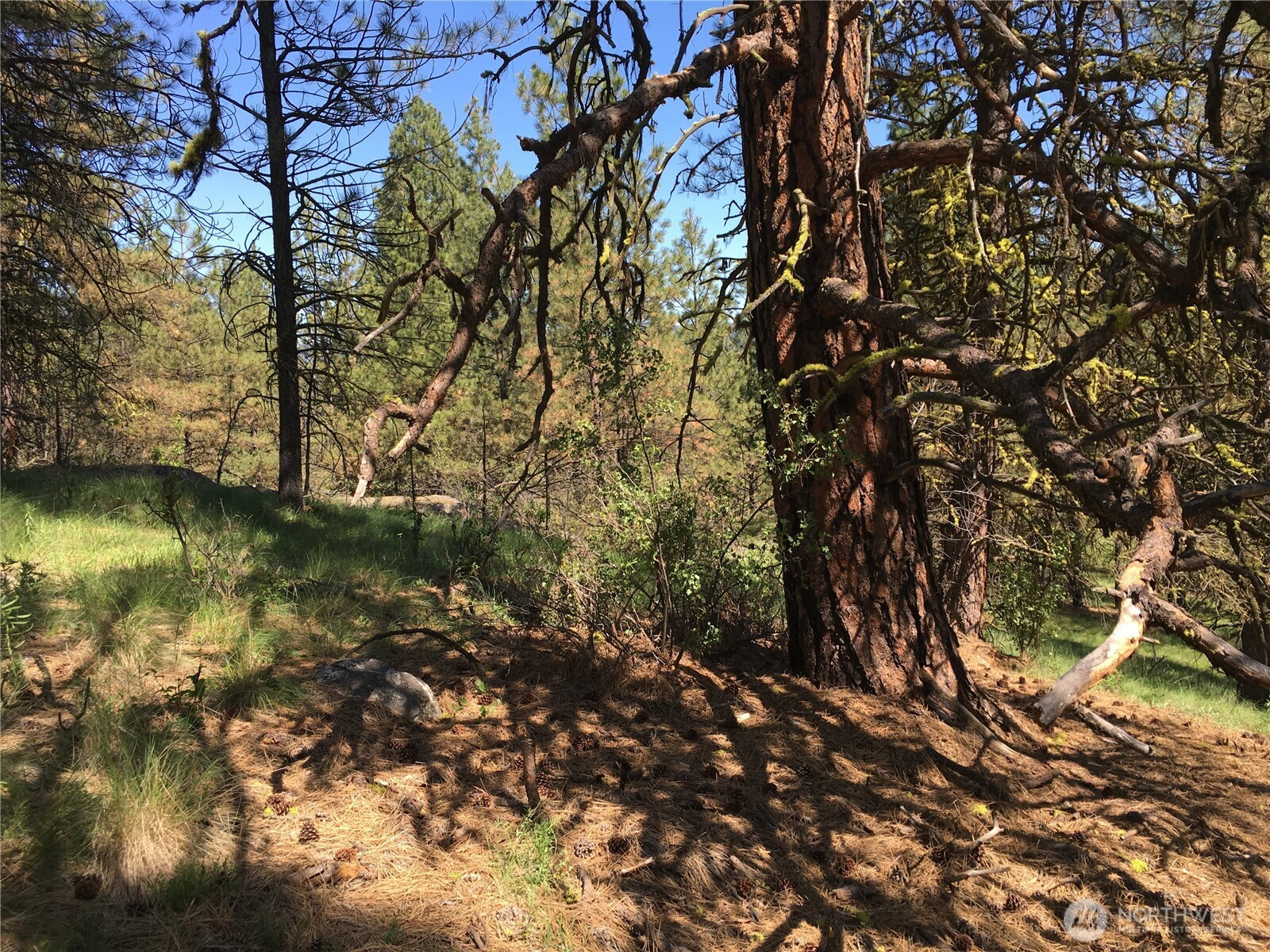 0 XXX Turner Lake Road N, Tonasket, WA 98855