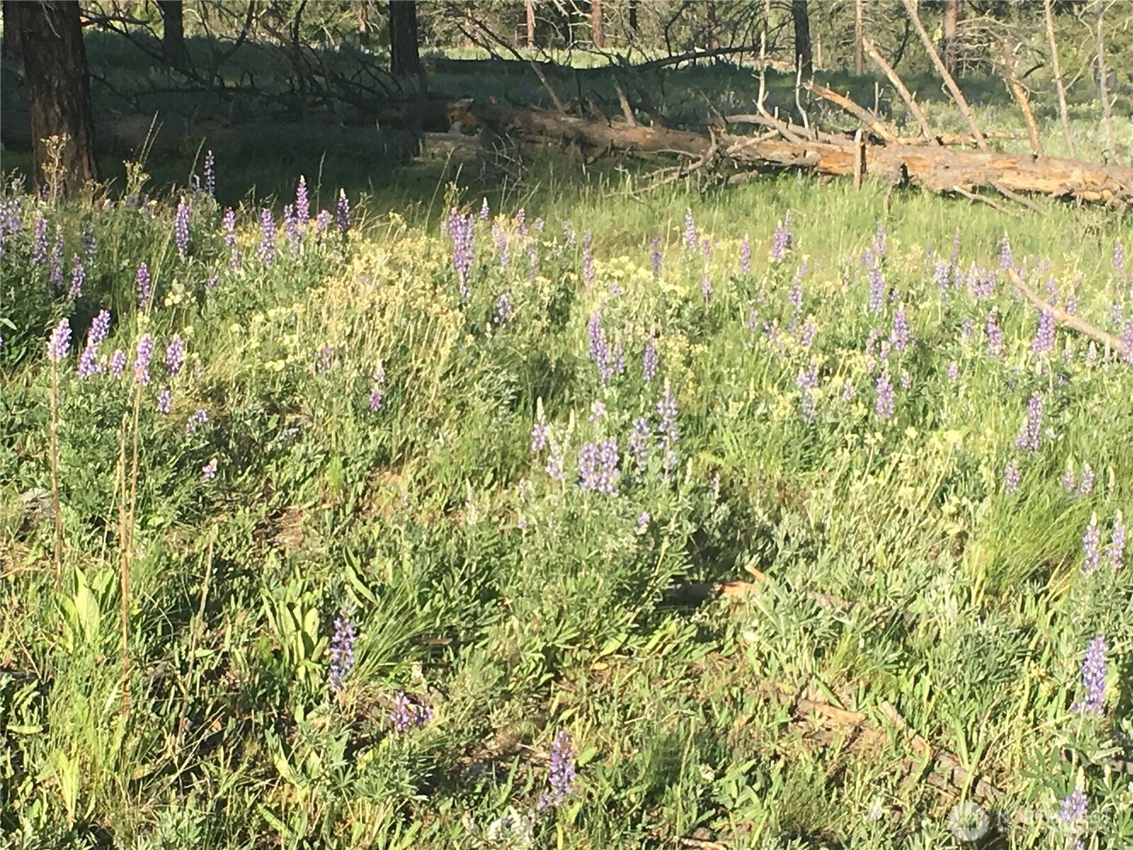 0 XXX Turner Lake Road N, Tonasket, WA 98855