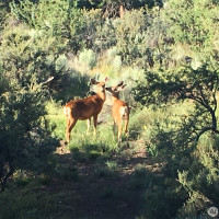 0 XXX Turner Lake Road N, Tonasket, WA 98855