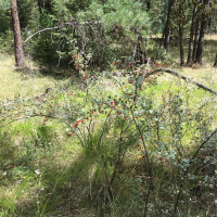 0 XXX Turner Lake Road N, Tonasket, WA 98855