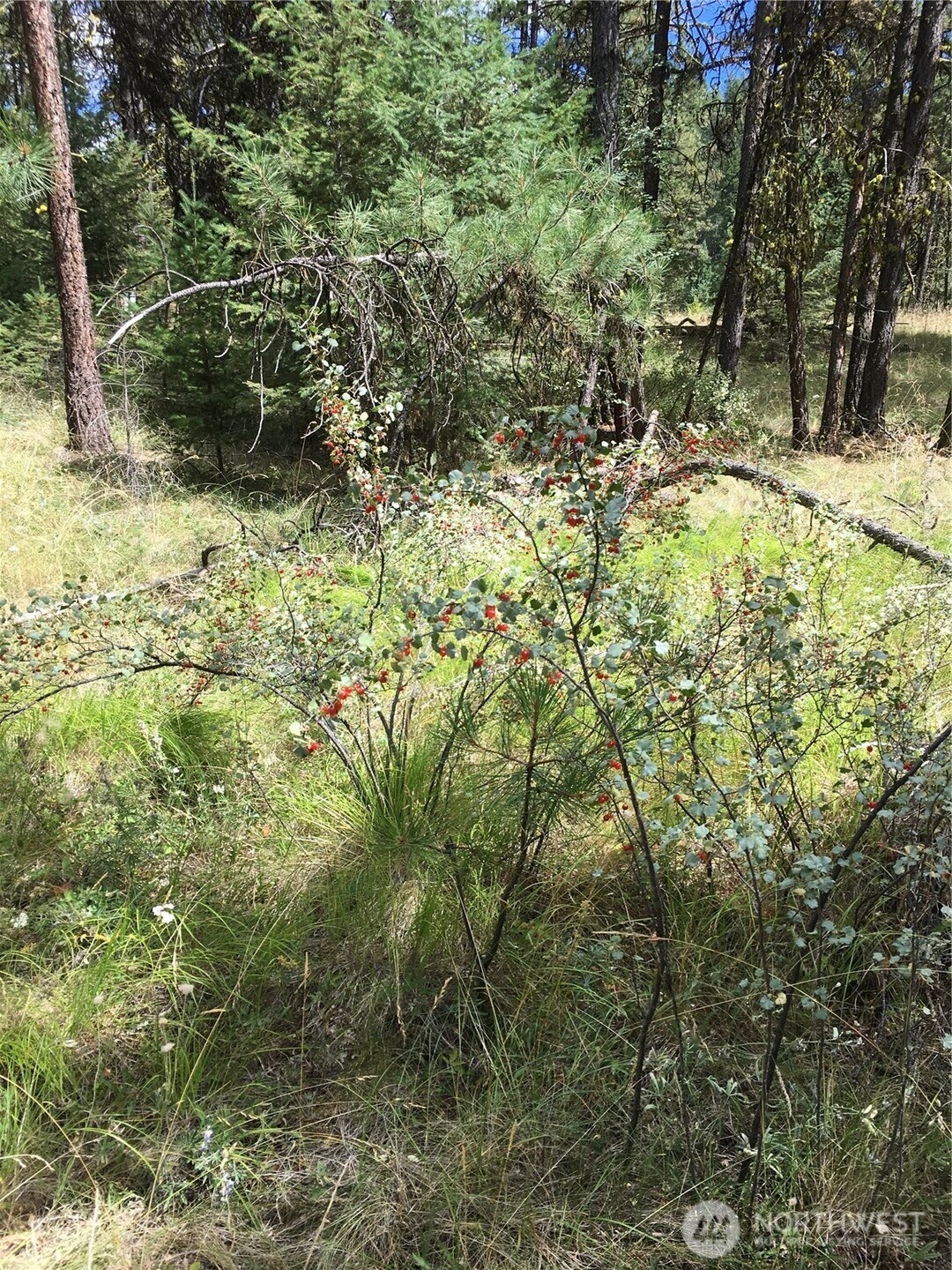 0 XXX Turner Lake Road N, Tonasket, WA 98855