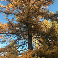 0 XXX Turner Lake Road N, Tonasket, WA 98855