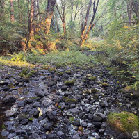 0 NKA Frank Smith Road, Toutle, WA 98649