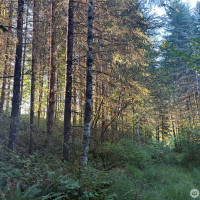 0 NKA Frank Smith Road, Toutle, WA 98649