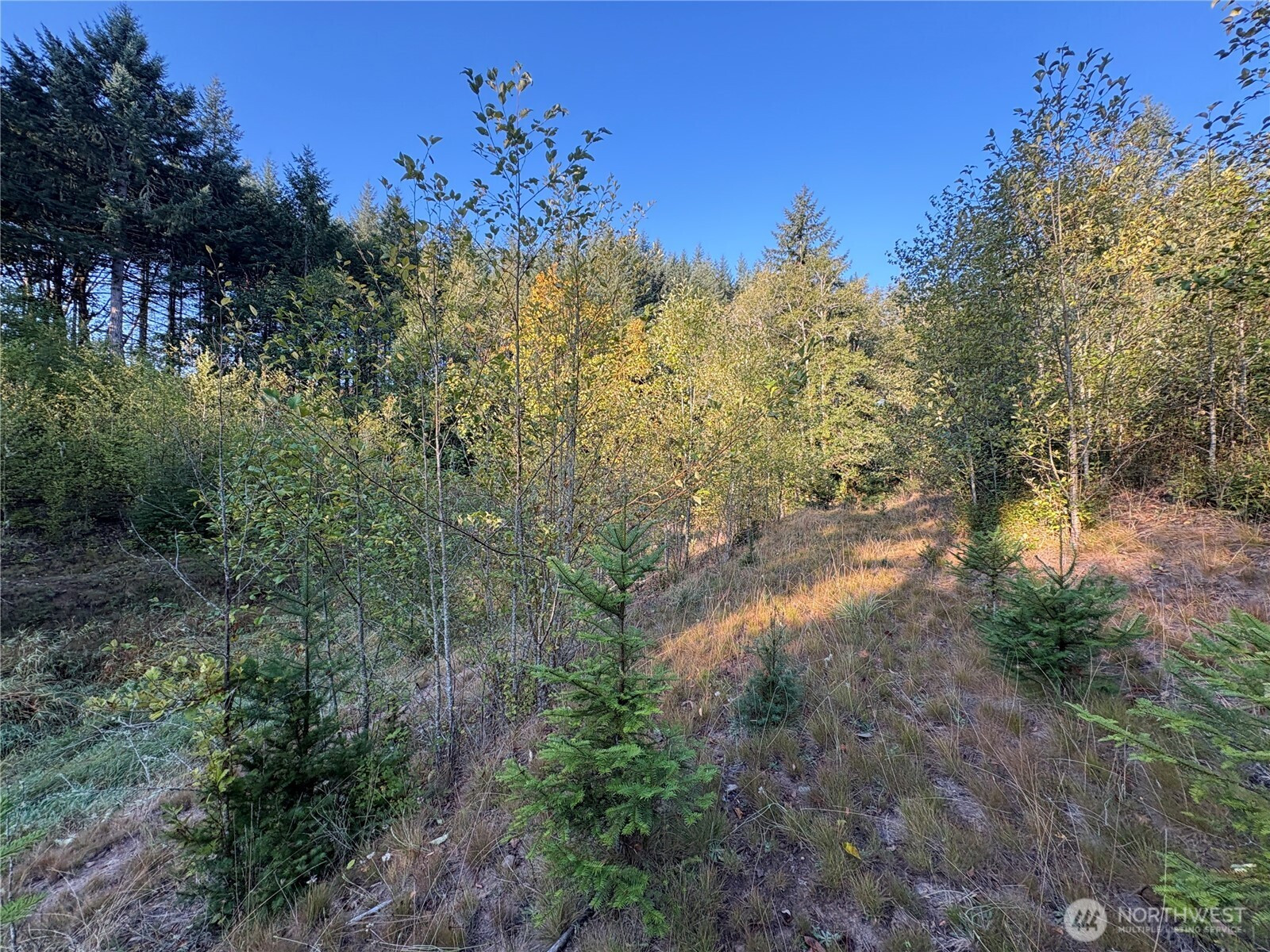 0 NKA Frank Smith Road, Toutle, WA 98649