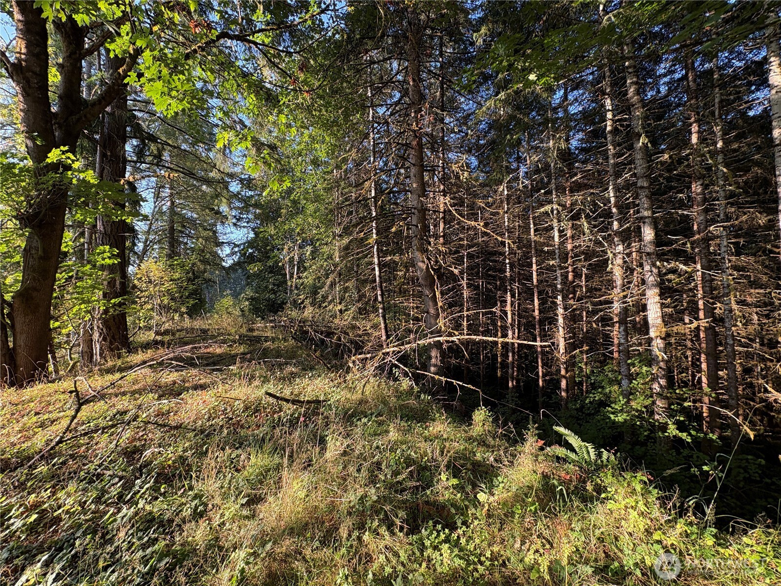 0 NKA Frank Smith Road, Toutle, WA 98649