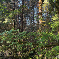 0 NKA Frank Smith Road, Toutle, WA 98649