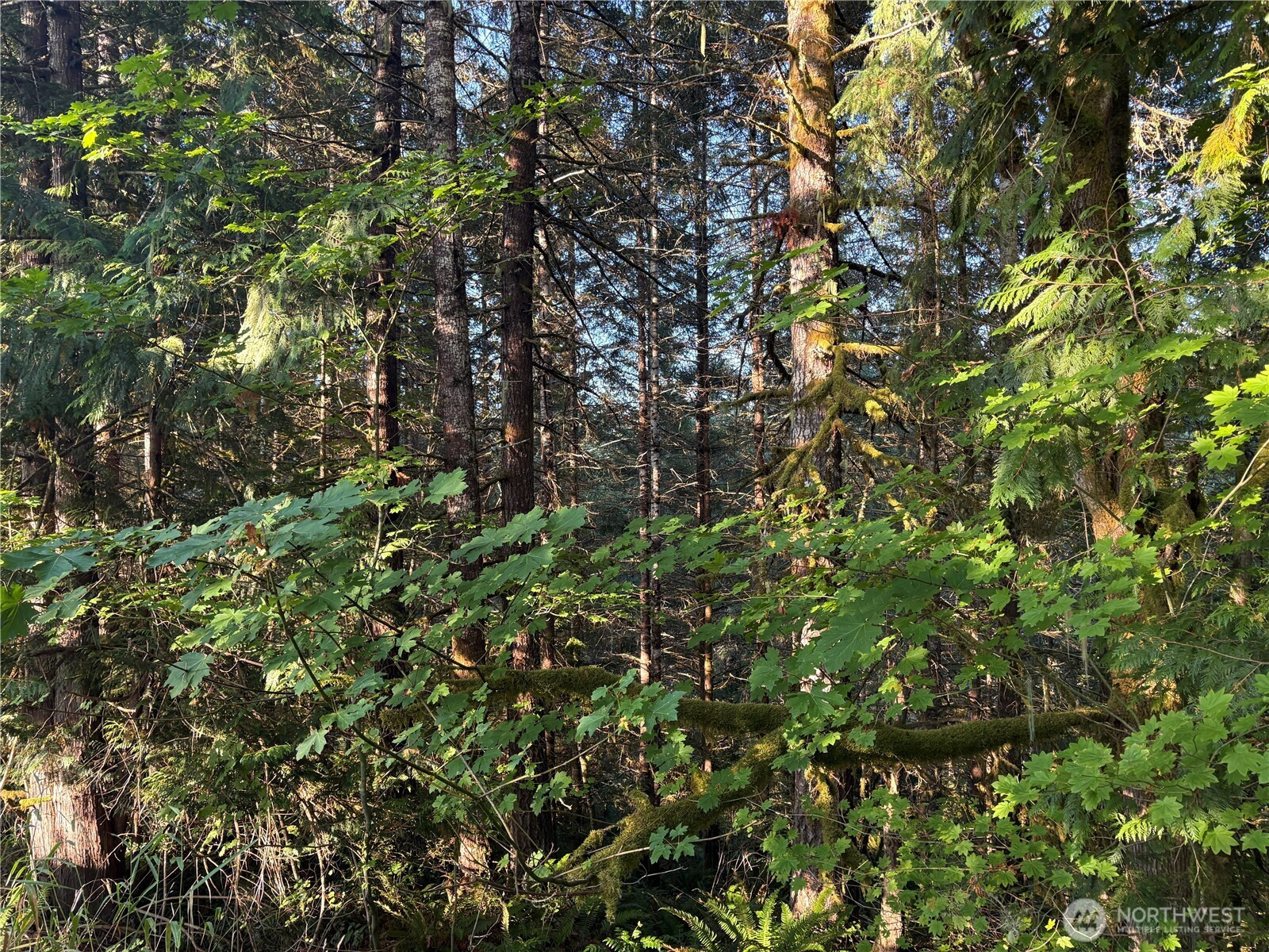 0 NKA Frank Smith Road, Toutle, WA 98649