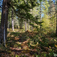 2 A Lahar Lane, Cougar, WA 98616