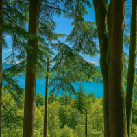 180 XX SE 60th St, Issaquah, WA 98027