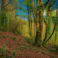 7011 272nd Ave SE, Issaquah, WA 98027