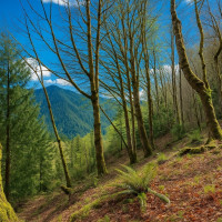 7011 272nd Ave SE, Issaquah, WA 98027