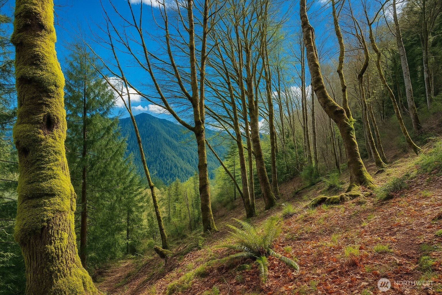 7011 272nd Ave SE, Issaquah, WA 98027