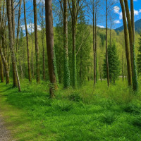 7011 272nd Ave SE, Issaquah, WA 98027