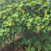 2323 Olympia Avenue NE, Olympia, WA 98506