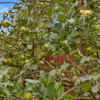 3914 82nd Avenue NE, Marysville, WA 98270