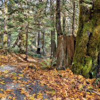 0 XXX E Dalby Road, Union, WA 98592