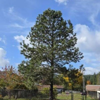 505 Morse Street, Ryderwood, WA 98581