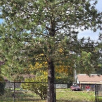 505 Morse Street, Ryderwood, WA 98581