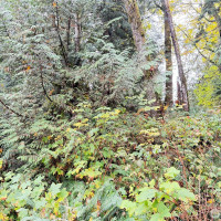 1 W Alder Drive, Sedro Woolley, WA 98284