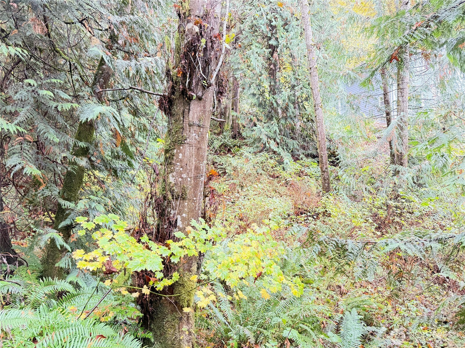 1 W Alder Drive, Sedro Woolley, WA 98284