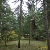 36201 S 62nd Avenue, Roy, WA 98407