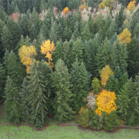 36201 S 62nd Avenue, Roy, WA 98407