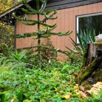 36201 S 62nd Avenue, Roy, WA 98407