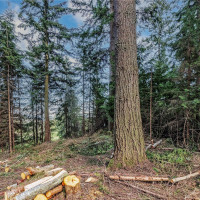 36 Dunbar, Port Ludlow, WA 98365