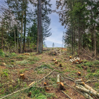 36 Dunbar, Port Ludlow, WA 98365