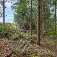 36 Dunbar, Port Ludlow, WA 98365