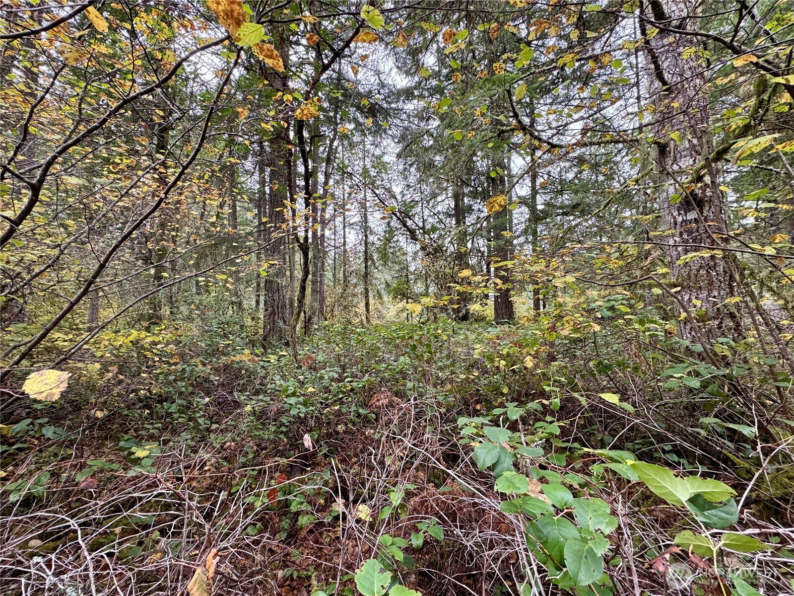 10824 Madrona Drive, Anderson Island, WA 98303