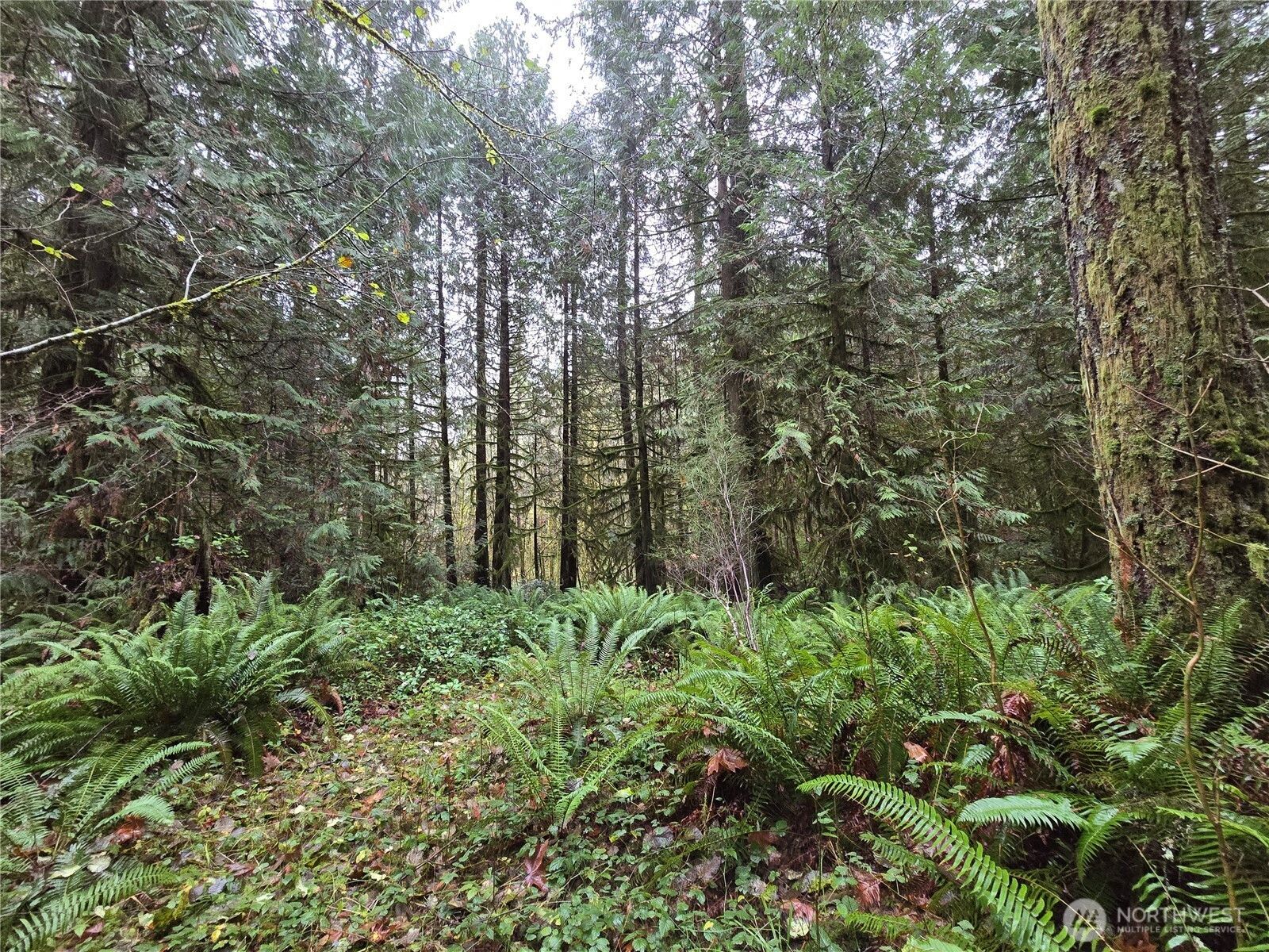 245 Cousins Road, Chehalis, WA 98532