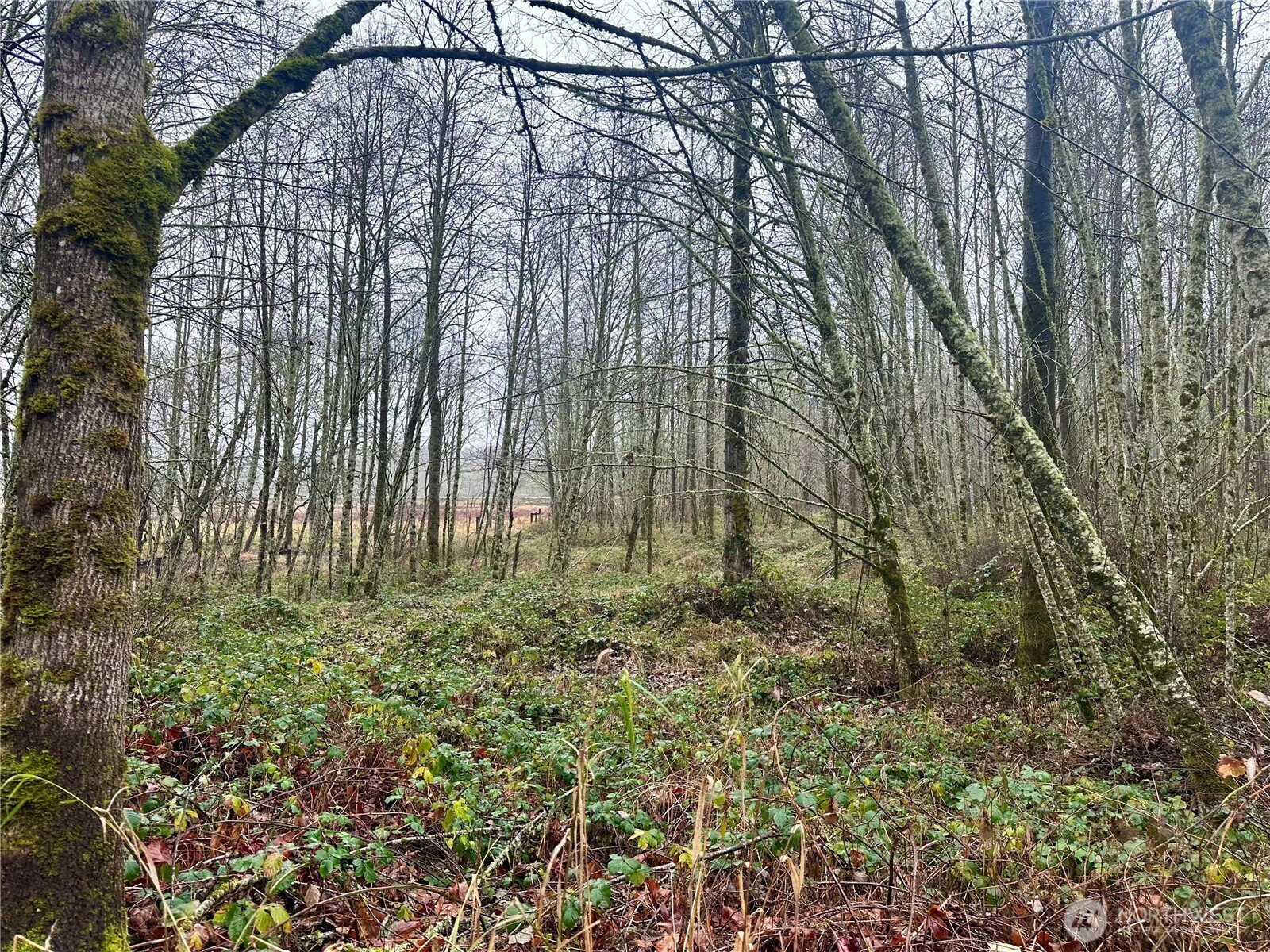 1230 Silverbrook Road, White Pass, WA 98937