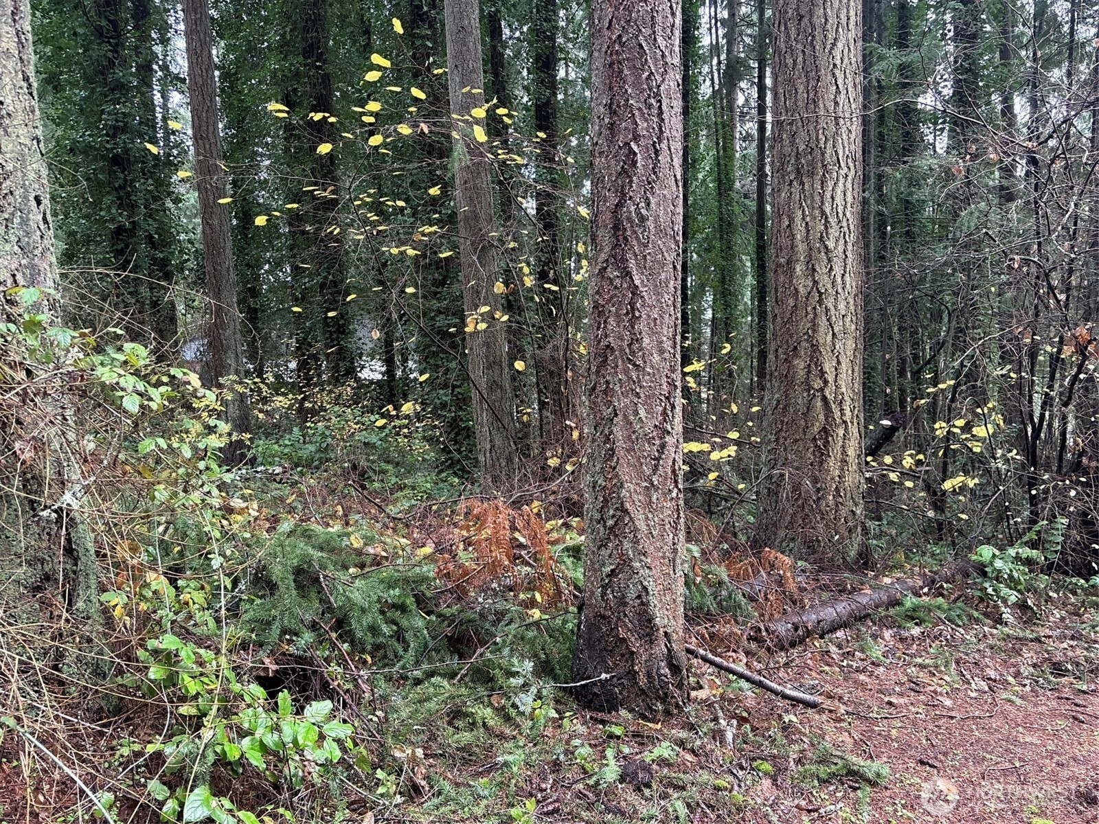 6493 20th Avenue E, Lacey, WA 98503