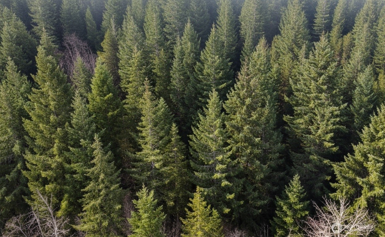 730 NE Black Bear Road, Belfair, WA 98528