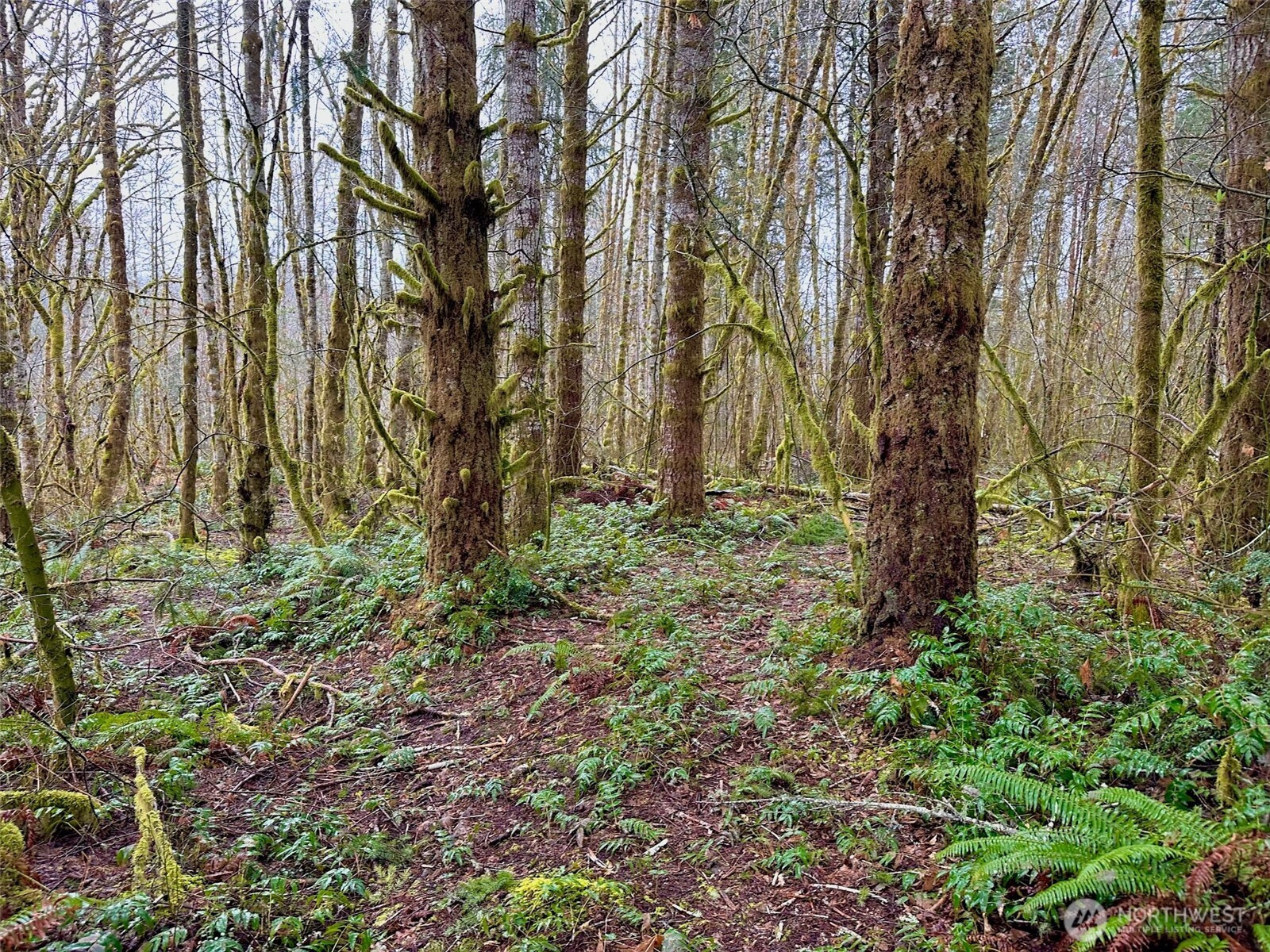 0 XXX NE Tahuya River Drive, Tahuya, WA 98588