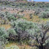 0 285 Meadows (Lots 11, 12 & 13) Drive, Ephrata, WA 98823