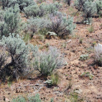 0 285 Meadows (Lots 11, 12 & 13) Drive, Ephrata, WA 98823