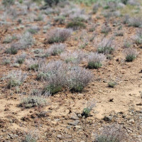 0 285 Meadows (Lots 11, 12 & 13) Drive, Ephrata, WA 98823